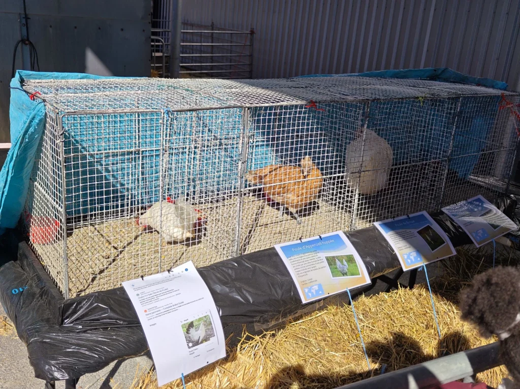 Poules présentées au salon