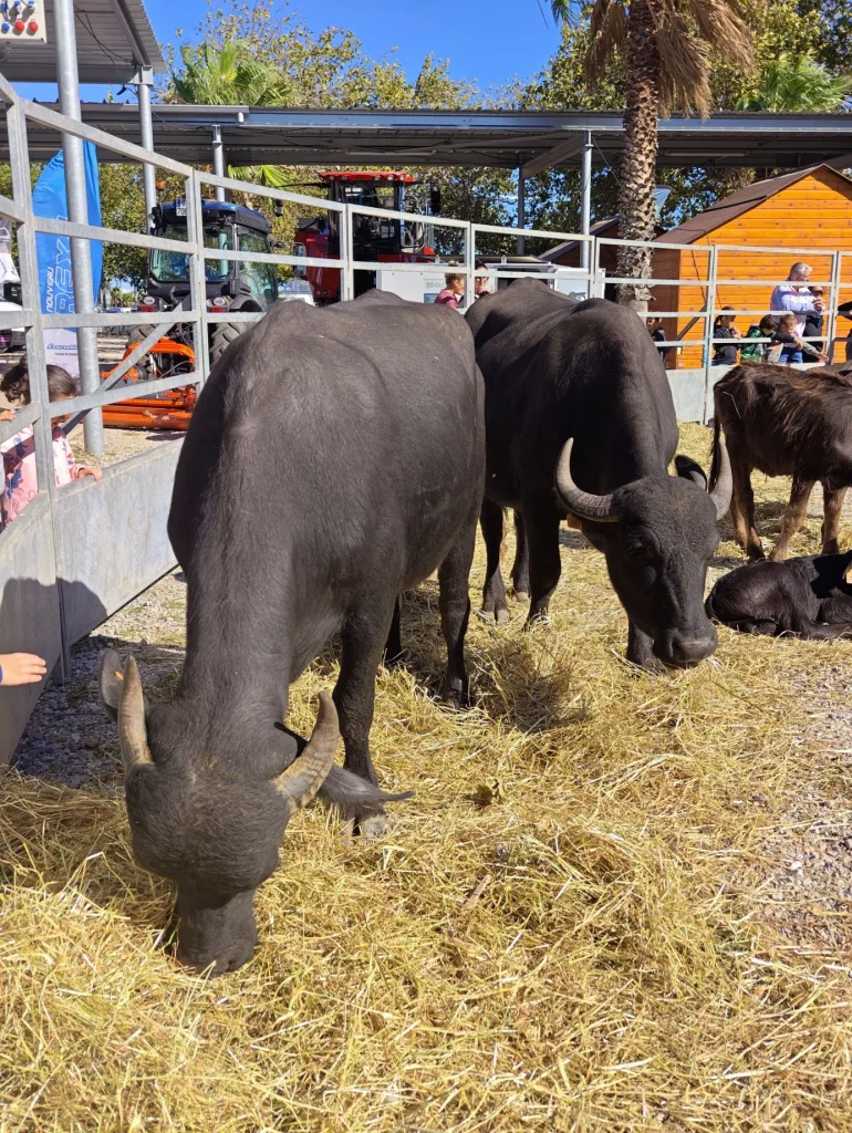 Buffles présentés au salon