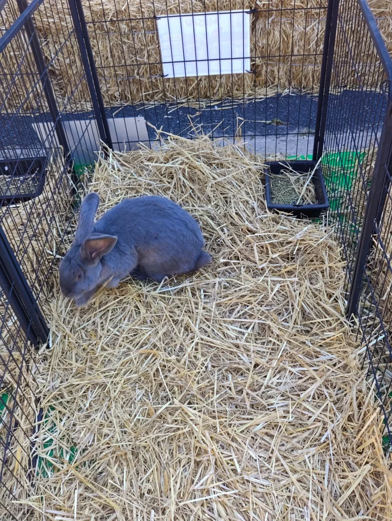 Un lapin au salon