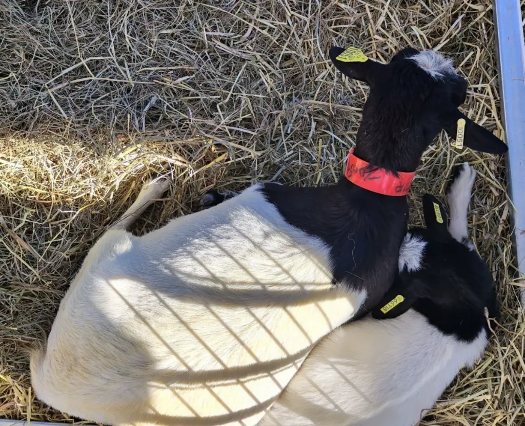 Deux animaux noir et blanc couchés côte à côte dans la paille au salon